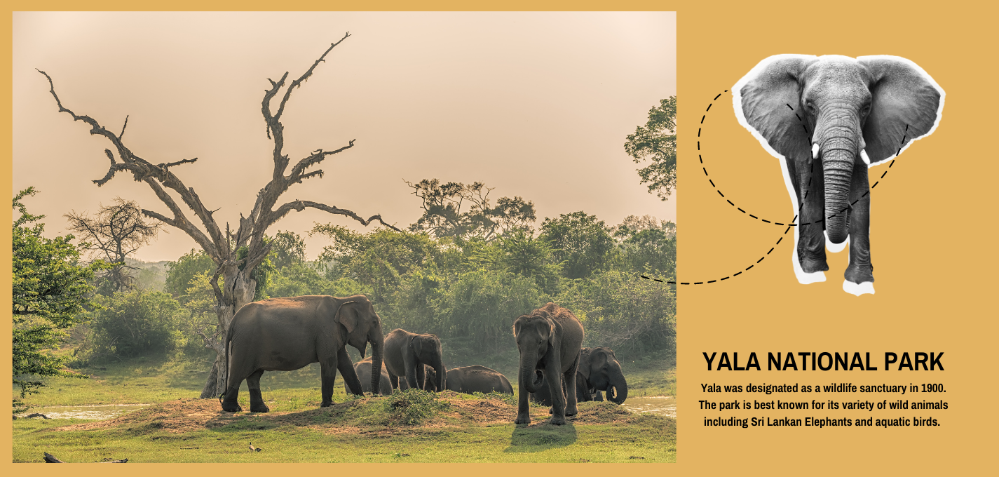 visit yala national park sri lanka in 2023